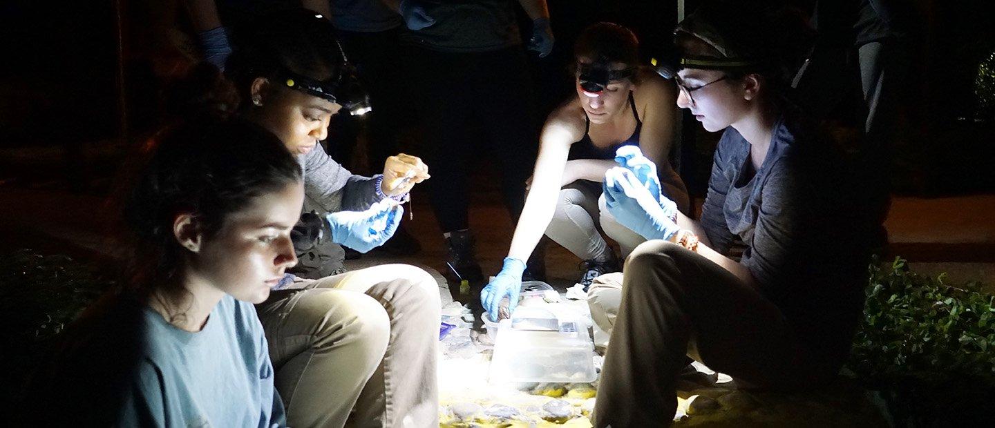Four people wearing headlamps, doing research outside in the dark.